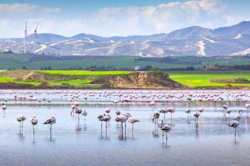 Larnaca Airport Salt Lake - Flamingo Season